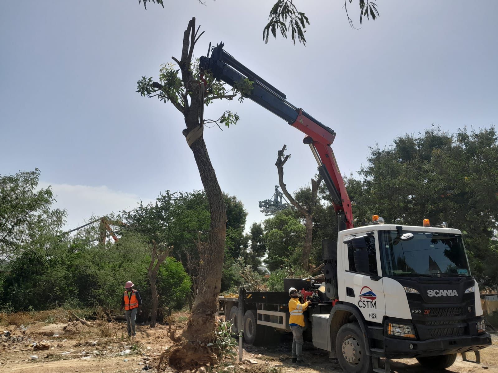 Alrededor de 30 árboles han sido trasplantados como parte del proceso de construcción del teleférico y monorriel en Santiago