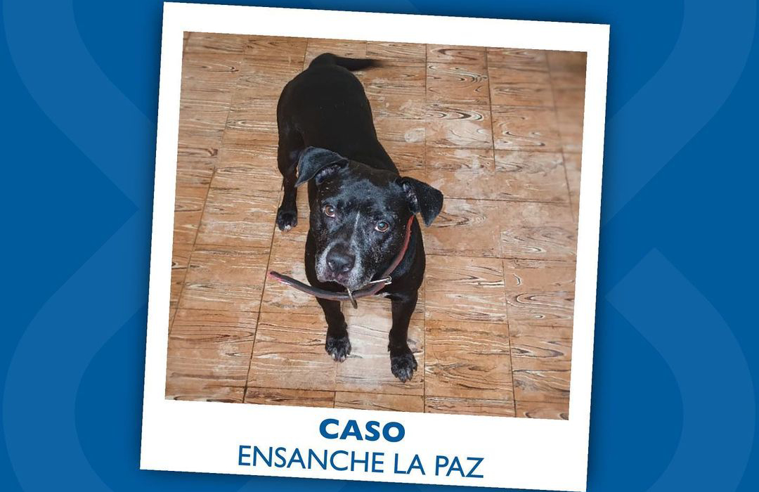 La historia del pitbull que atacó a un hombre en Ensanche La Paz