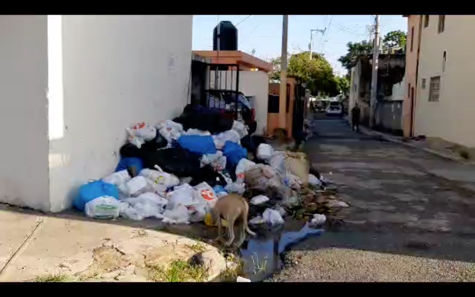 Denuncian deficiente Recogida de Basura en Ensanche Isabelita