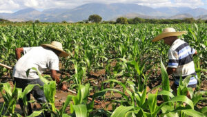 Campesinos acusan a dirigentes políticos de intentar despojarlos de sus tierras en Montecristi