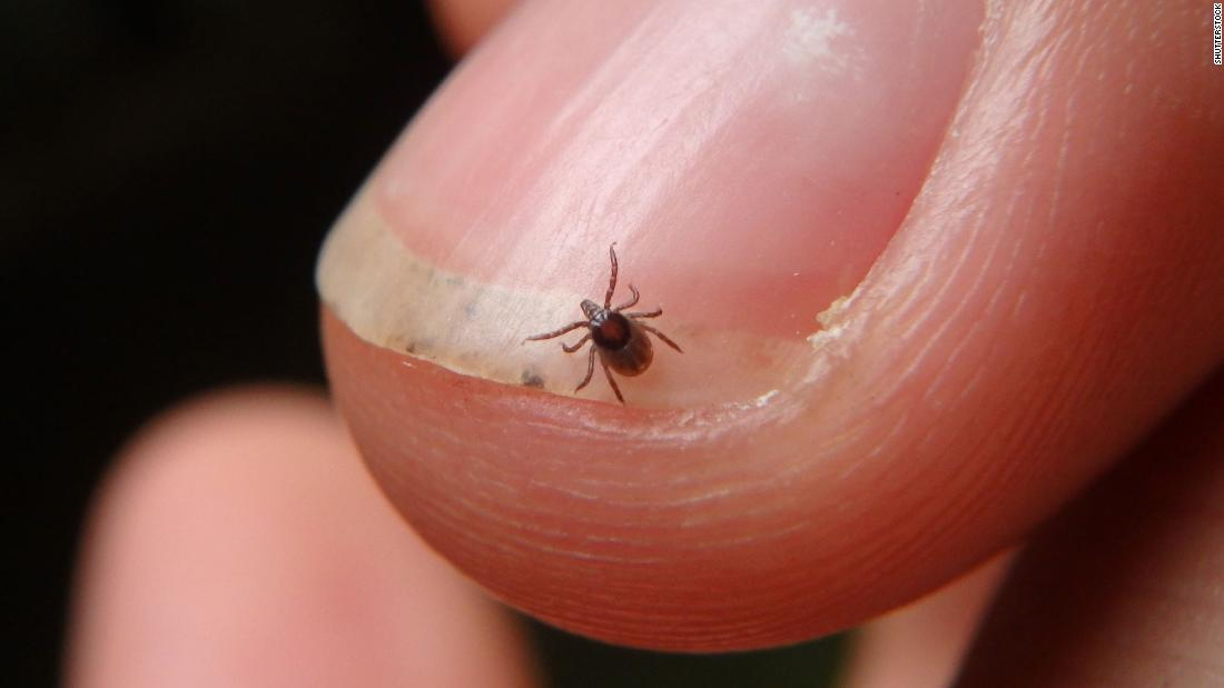 Cambio climático propicia expansión de garrapatas