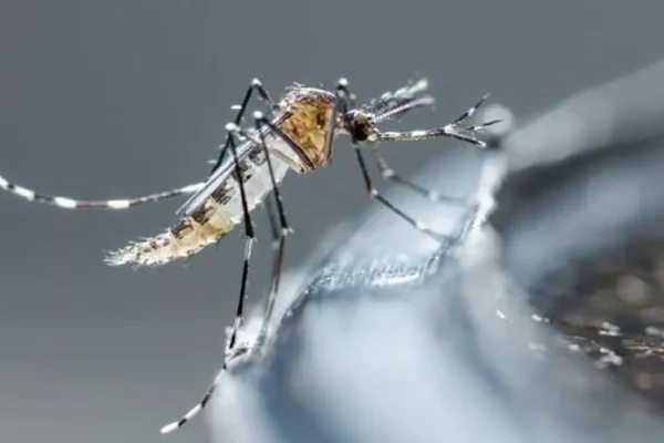 Declaran epidemia de dengue en la isla caribeña de Martinica