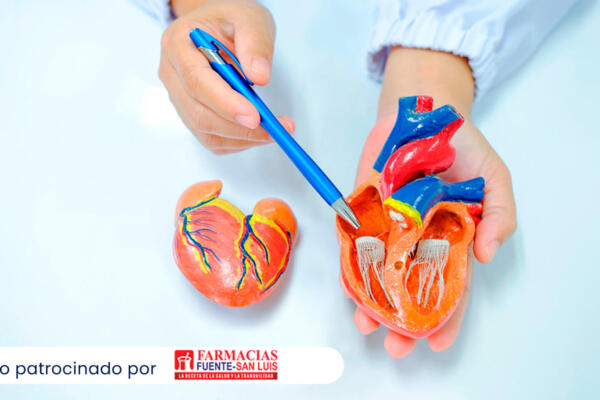 La ciencia ha revelado estas verdades fundamentales sobre la salud cardíaca, recordándonos la importancia de la prevención y el cuidado constante en todas las etapas de la vida.