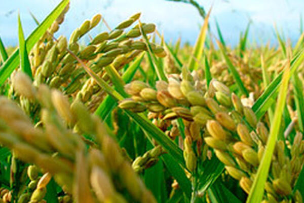Revelan más de 13 mil tareas de arroz se afectarían con canal de Haití