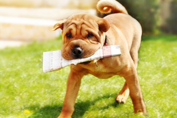 Accesorios y electrodomésticos que ayudan a cuidar a tu mascota