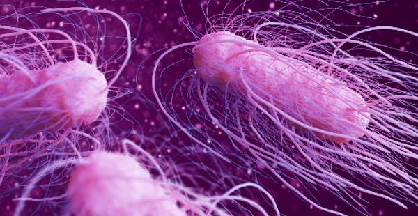 Una bacteria intestinal que contiene ácido sulfúrico nos protege contra la salmonella