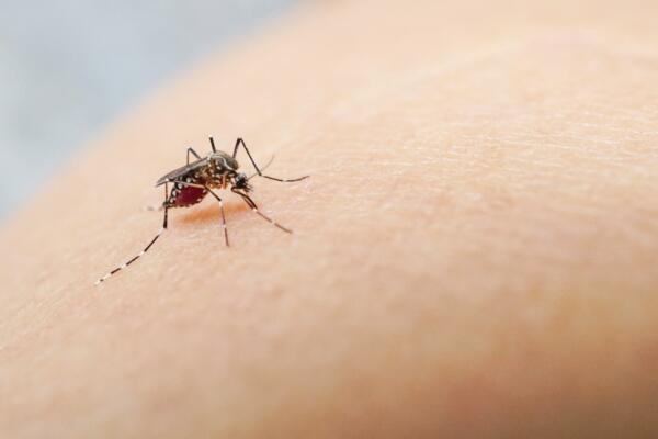 Mosquitos Aedes aegypti.
