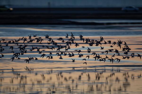 6 de septiembre: Día Mundial de las Aves Playeras