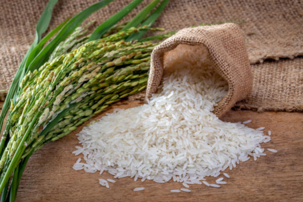 Hoy se celebra Día Internacional del Arroz