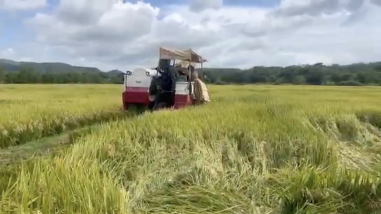 La nueva variedad de arroz tiene mayor rendimiento