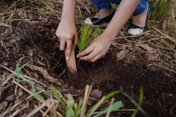 Voluntarios del Banco Popular realizan reforestación en La Sierra