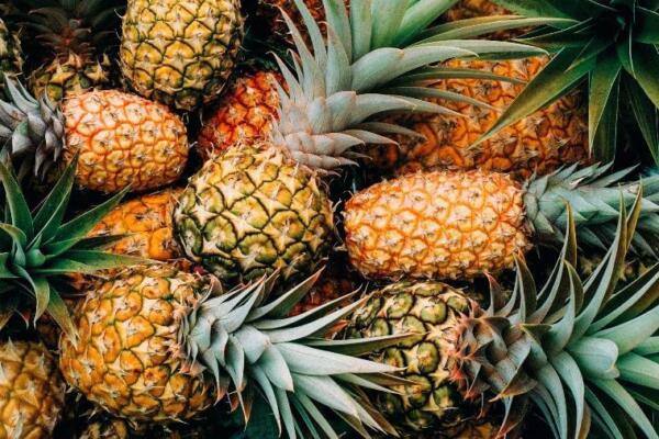 Contenedor de piña sin validación de sanidad vegetal pone en riego la producción nacional