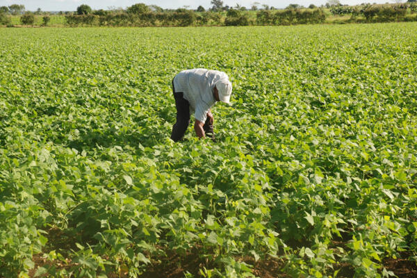 Agricultura paga RD$ 334 millones a productores de habichuelas de San Juan