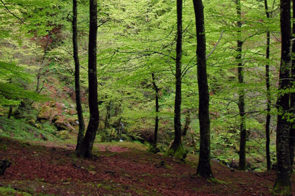 Bosque clasificado y  desarrollado con Inteligencia Artificial (IA). Foto: fuente externa.