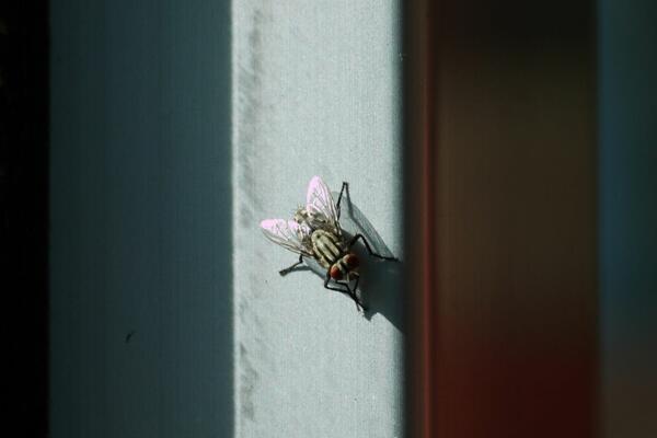 Encuentran mosca intacta en intestino de un hombre de 63 años