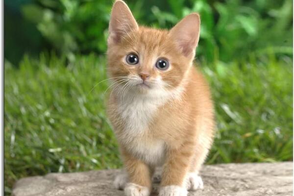 El pequeño gato demuestra que ya china tiene su cadena  en el campo de la clonación animal. Foto: Fuente externa 