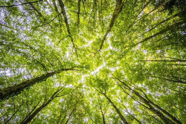 Día Mundial de la Ecología.