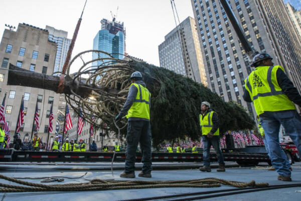 Árbol de Navidad del Rockefeller Center llega a Manhattan. / Fuente externa.