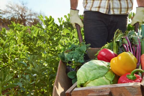Agricultura prepara terrenos para cultivos de ciclo corto en Puerto Plata