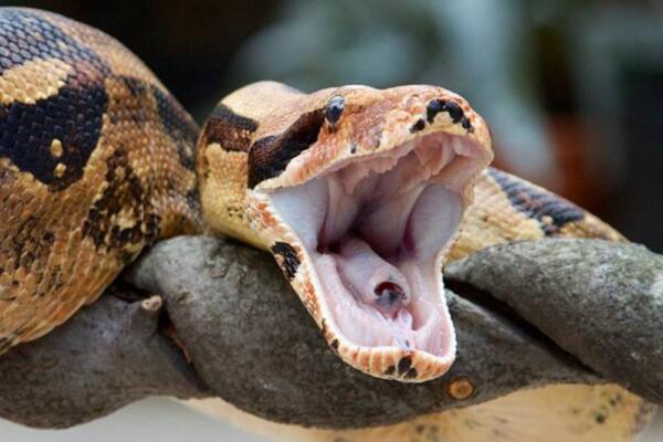 Serpiente hallada en la avenida Luperón está prohibida en el país