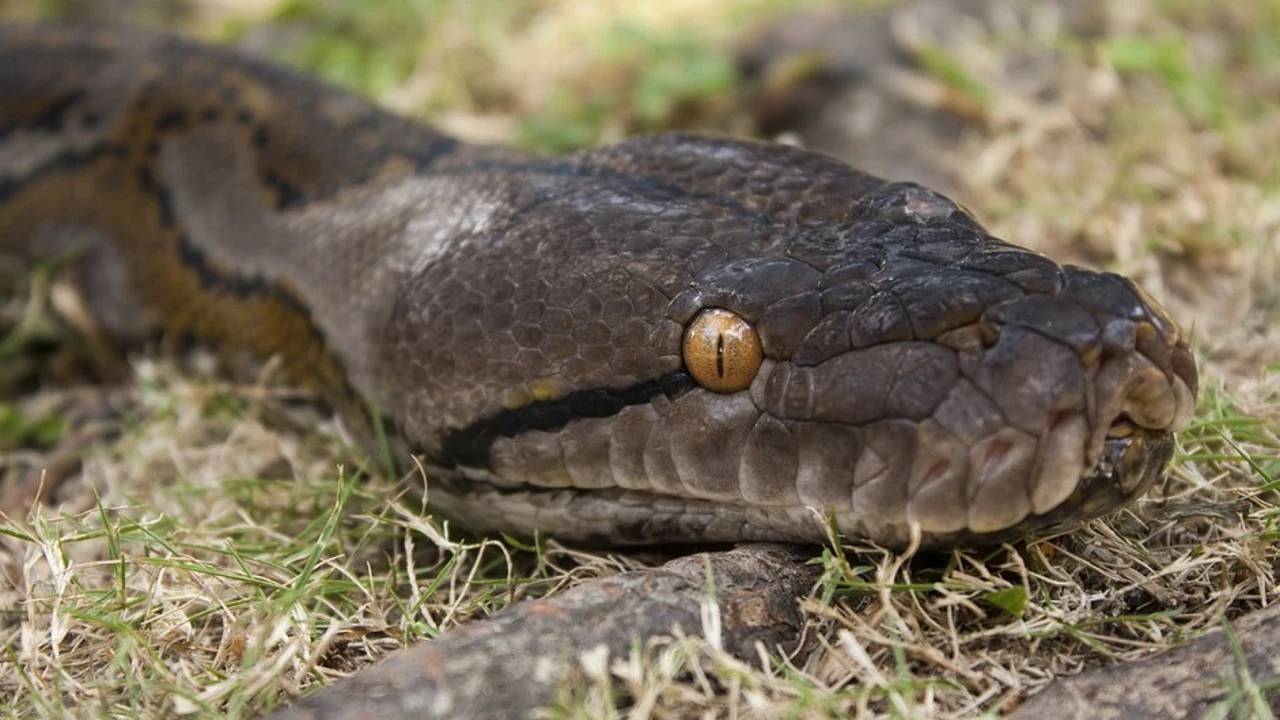 VIDEO: Serpiente enorme en la Avenida Luperón