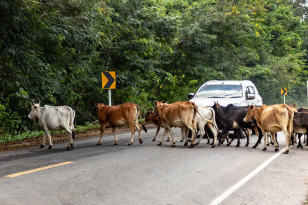 Animales carretera Monte Plata. (fuente interna)