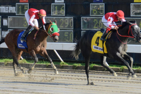 Con cinco ganadores, el pool de 6 tuvo un dividendo de RD$176. El pool de 5 pagó RD$1,960.00 en el hipódromo Quinto Centenario.