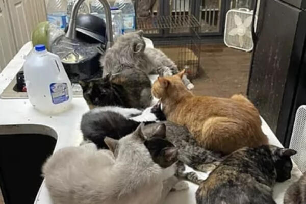 Gatos encontrados en la vivienda de Lisa Lacharite. FOTO: Fuente externa