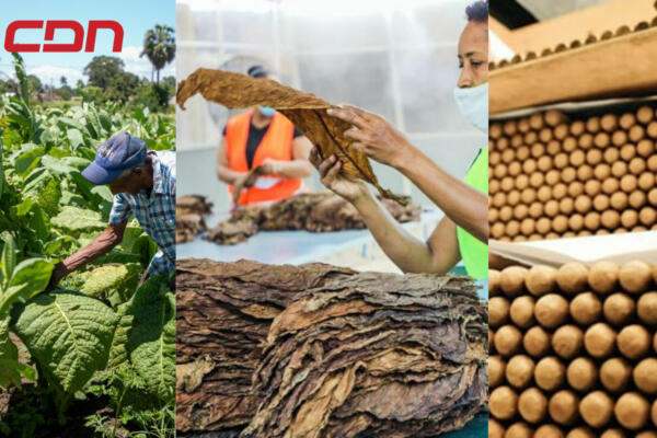 El tabaco dominicano llega al mercado egipcio.(CDN digital). 