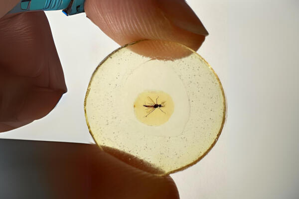 Mosquito conservado en ámbar. Foto: fuente externa.