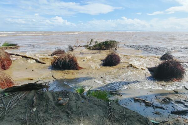Se arrancan más de 150 matas de coco en Nagua debido a mal tiempo. (Foto: Fuente Externa)