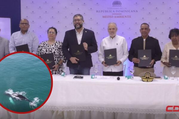 Acuerdo de compromiso para proteger ballenas jorobadas FOTO (CDN digital)