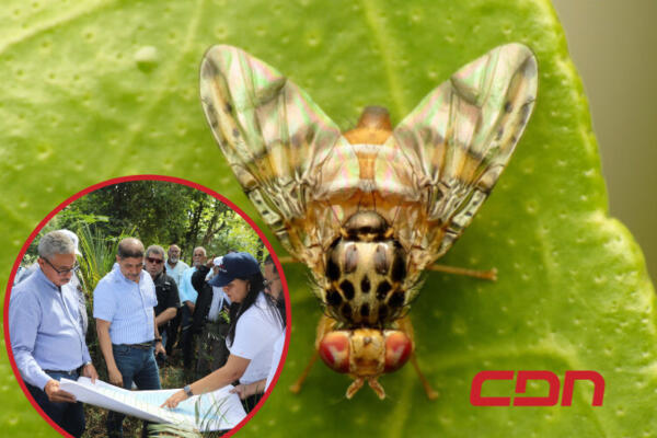 Agricultura trabajan para erradicar mosca del Mediterráneo. (Foto: Fuente externa).