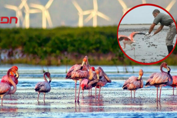 Denuncian captura de flamencos en la Laguna de Oviedo. (Foto: Fuente Externa)