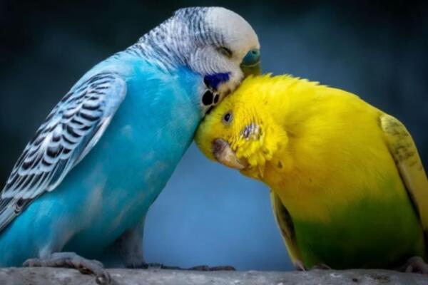 Las aves son importantes para el medio ambiente. Fuente: externa.