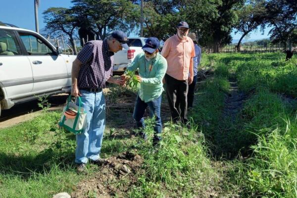 Imagen de especialista internacional que evalúa daños en habichuelas. (Foto: Fuente externa).