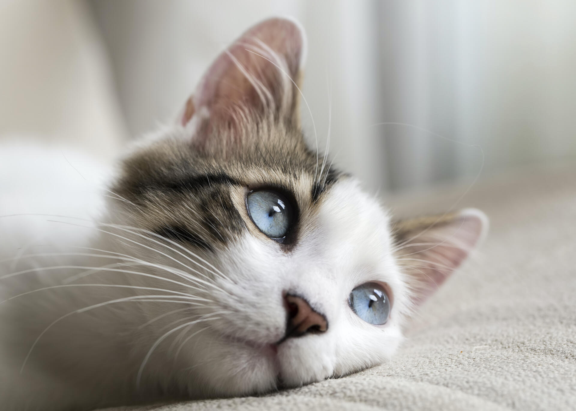 Día internacional del gato: Conozca su origen