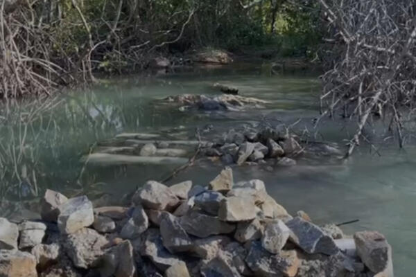 Manglar en El Estillero en Samaná. Foto: fuente externa. 