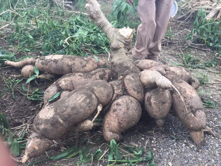 Una yuca gigante causa asombro en San José de las Matas