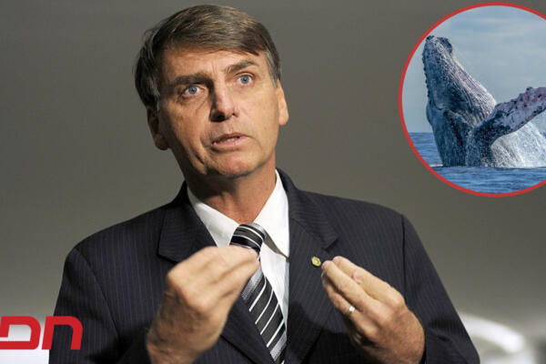 El expresidente de Brasil, Jair Bolsonaro es culpado de acosar a una ballena jorobada en la costa de Sao Paulo, Brasil. Foto: CDN Digital 