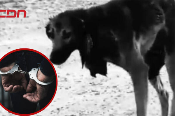 Se entrega a la PN hombre que hirió perro. (Foto: CDN Digital)
