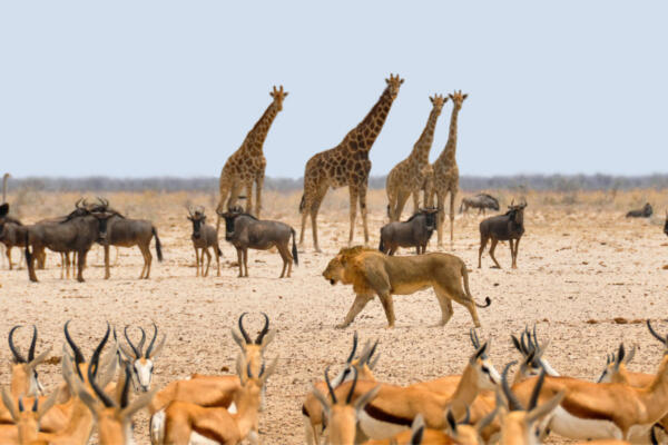 Conozca cómo los científicos identifican cuando una especie en extinción, según National Geografic
