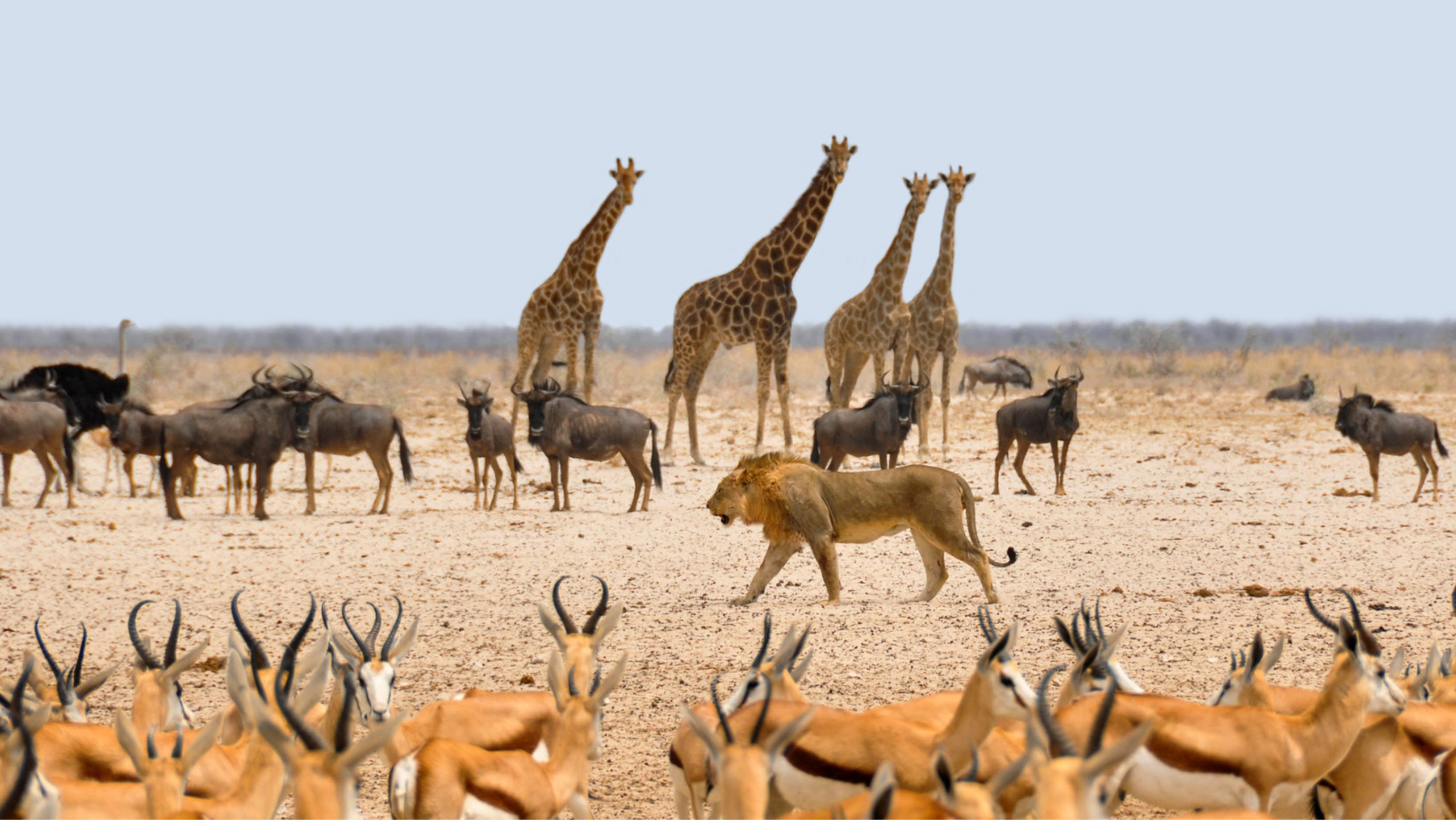 ¿Cómo los científicos identifican cuando una especie en extinción?