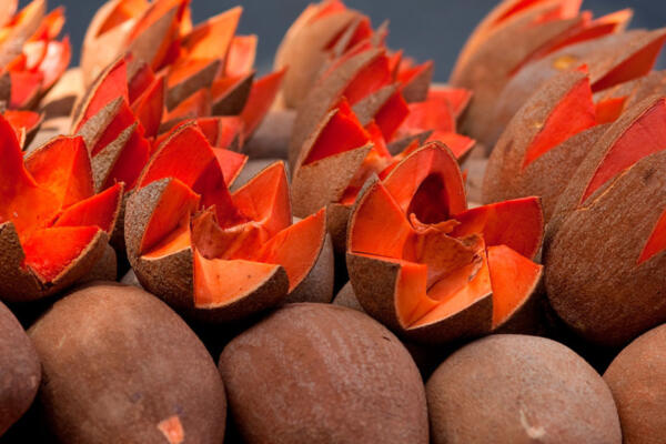 Descubre los increíbles beneficios del zapote para tu salud 