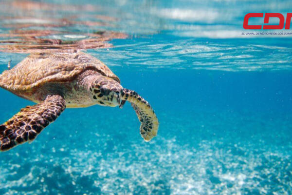 La resolución tiene como objetivo la protección de la biodiversidad marina. Foto CDN Digital