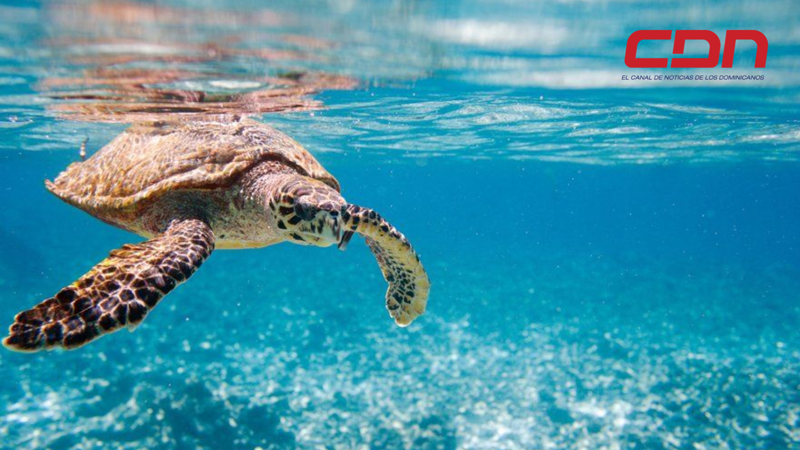 La resolución tiene como objetivo la protección de la biodiversidad marina. Foto CDN Digital