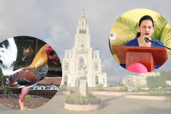 Los gallos tienen un valor aproximado ascendente a RD$ 10 millones de pesos. Foto: CDN