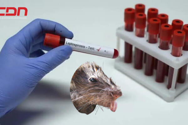Exposición a ambientes y materiales contaminados con orina de rata, que el año pasado se dispararon a su nivel más alto. Foto: CDN Digital