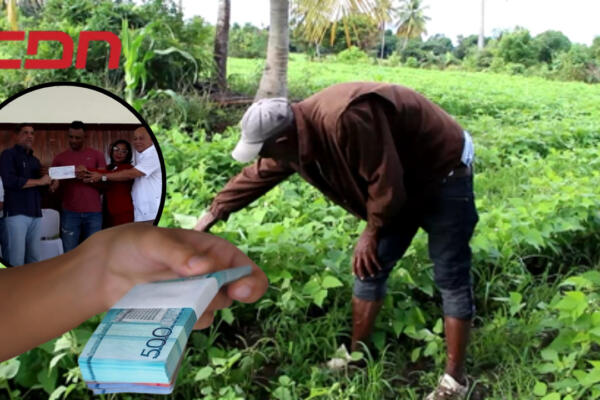 Recompensan productores de habichuelas afectados por Trips  en San Juan. Foto CDN Digital