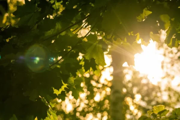 Este lunes estará soleado con temperaturas calurosas. (Foto: fuente externa)